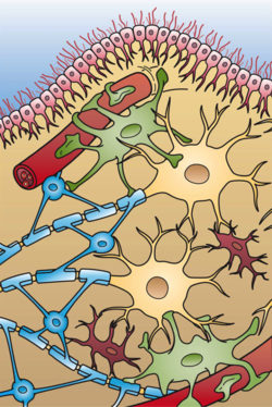 سلول های پشتیبان در بافت عصبی